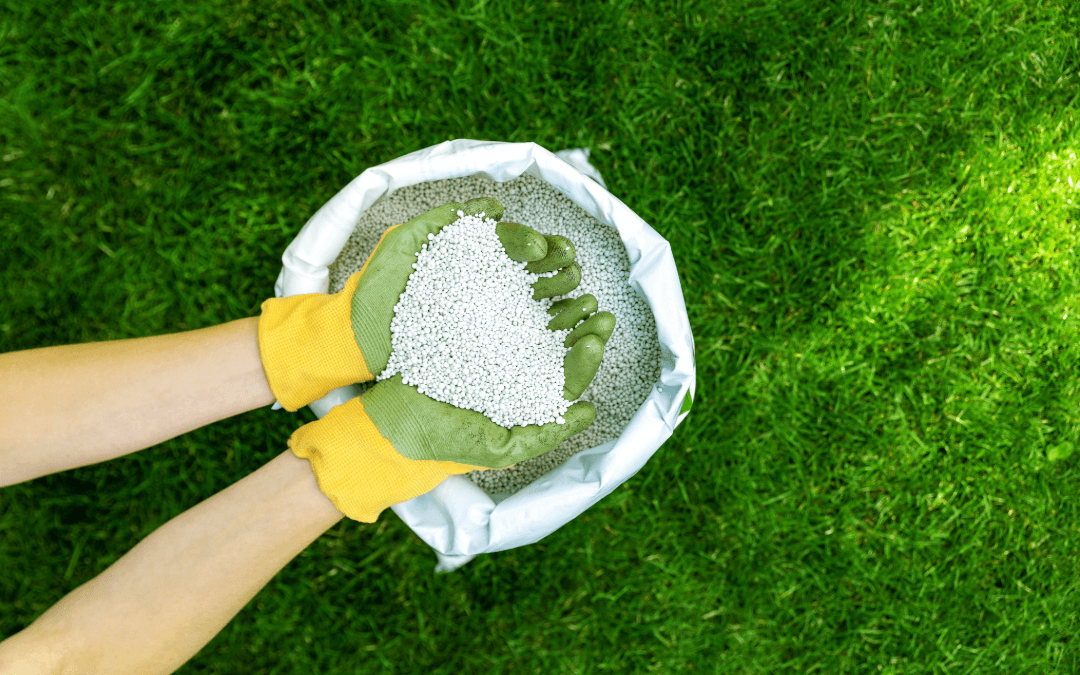 green grass with someone holding phosphate fertilizer