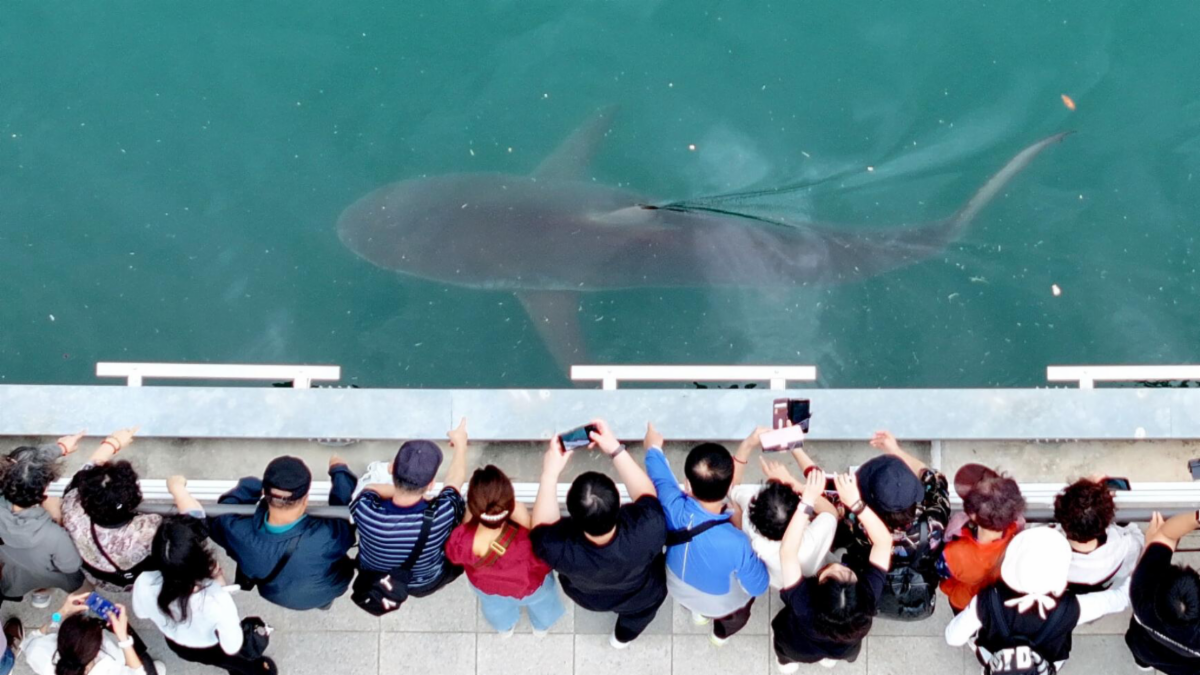 Shark